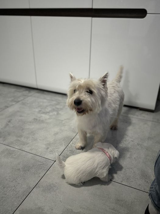 West Highland White Terrier.
