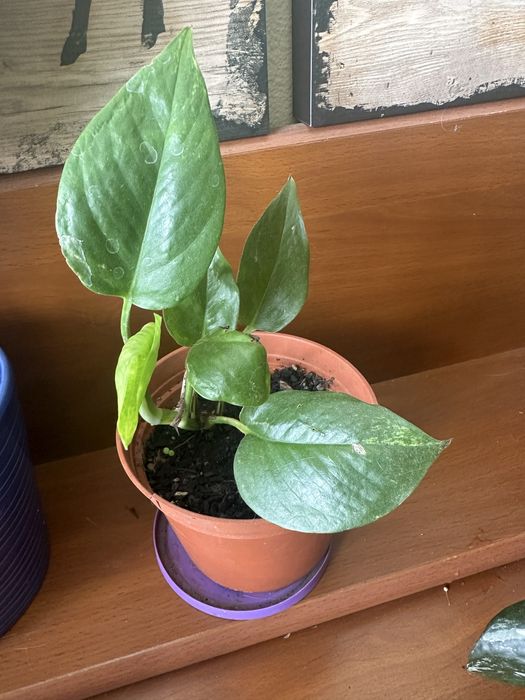 Epipremnum aureum "Sungold"