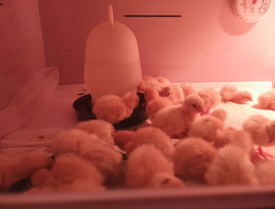 Інкубаційне яйце перепелів породи Смокінг, Техас та Селадон