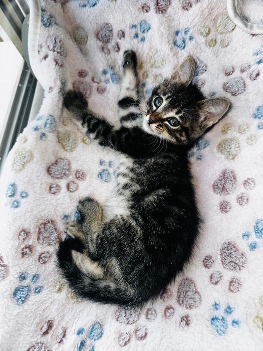 Gatinho bebé para adotar