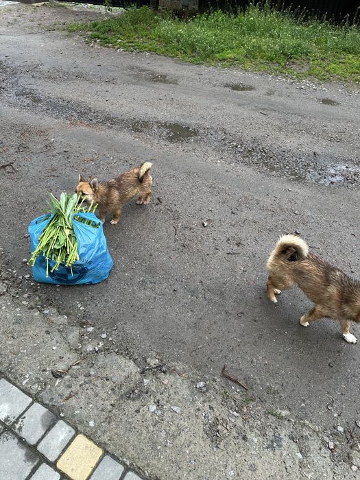 Віддам цуценят у добрі руки