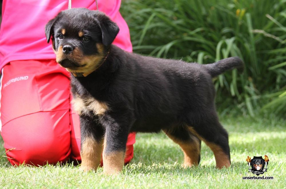 Елітні цуценята ротвейлера від розплідника Unserbund