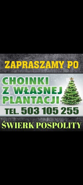 choinki świerk pospolity cięty z własnej plantacji