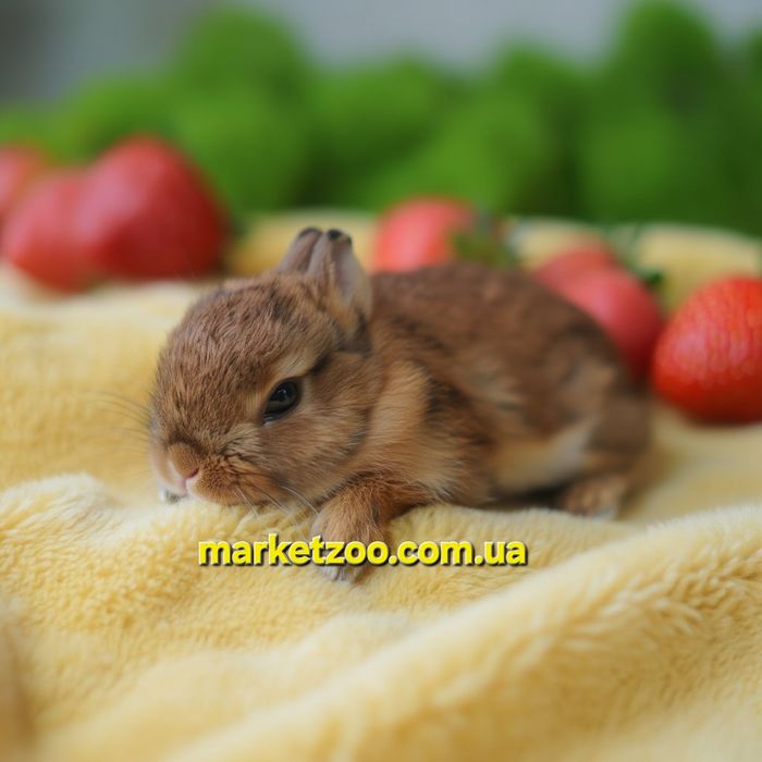 Карликовые карликові мини міні кролик Нидерландский mini Netherland rabbit карликовые кролики