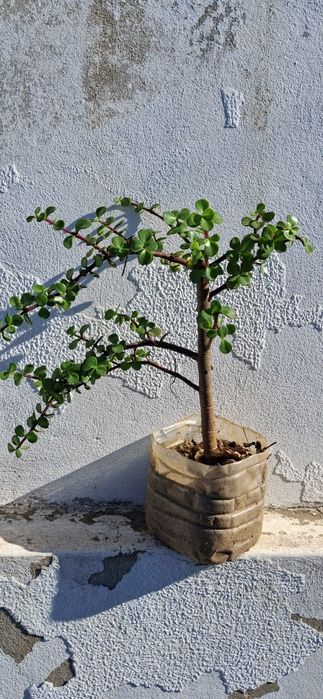 Jade anão (Portulacaria afra)