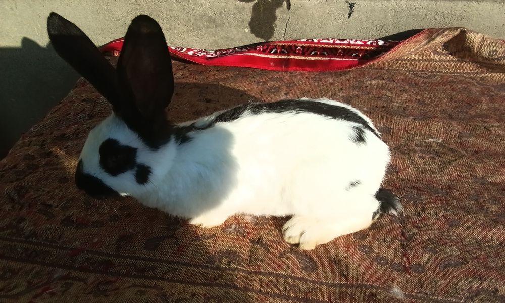 Строкач чорно рябий , хлопчики, вік 2 місяці, дзвоніть.