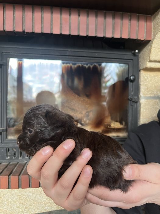 Yorkshire terrier, york, chlopiec, brązowy ,choco, chocolate pies