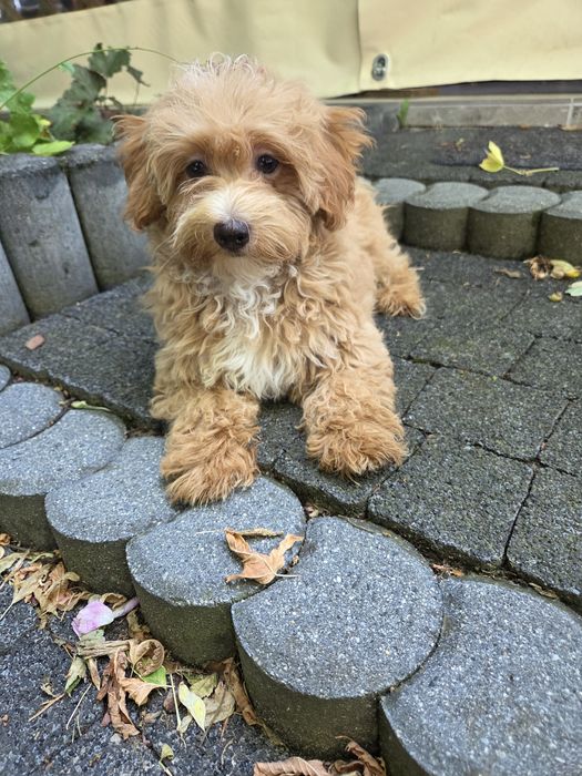 Sunia maltipoo maltańczyk & pudel