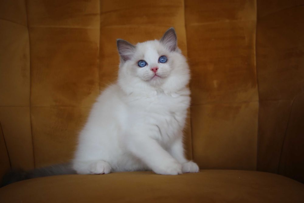 Ragdoll kocurek Wedel