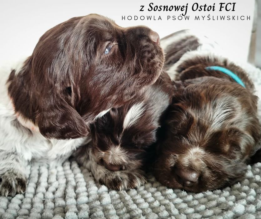 Szczeniak płochacza niemieckiego - wachtelhund