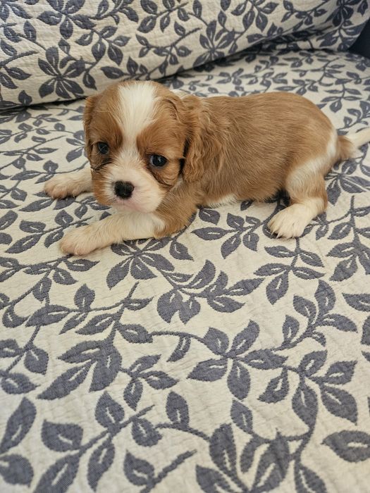King Charles Cavalier