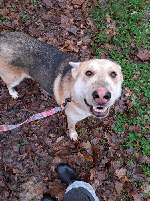 Ogi, łobuz do adopcji