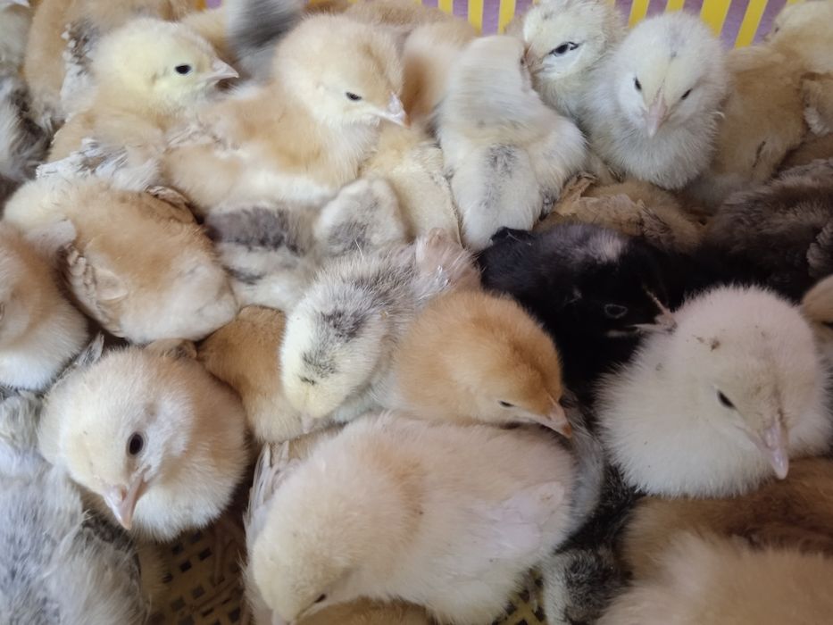 Курчата м'ясо яєчних порід добові