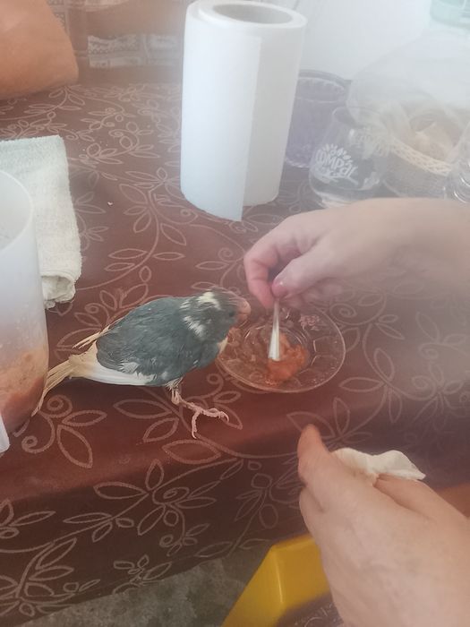 Kakari verde e etc domisticado deste ano