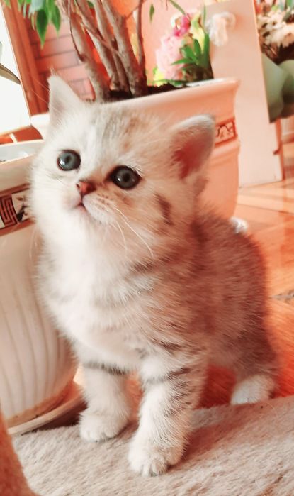 Няшечка-мілашечка