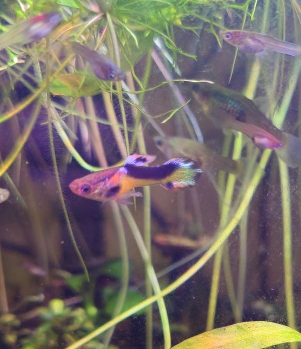 Guppy endler macho