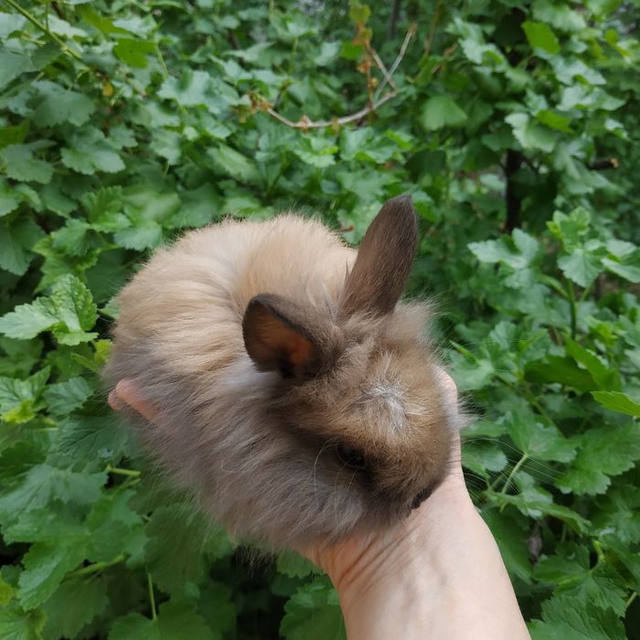 Шоколадные зайчики рыжие мини кролики белые крольчата в Харькове кроли