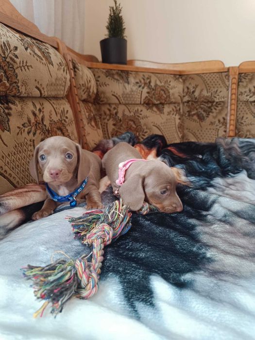 Jamnik krótkowłosy minatura merle