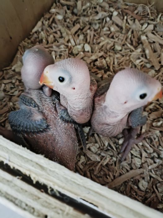 Cedo 30 ring necks para criar a mão