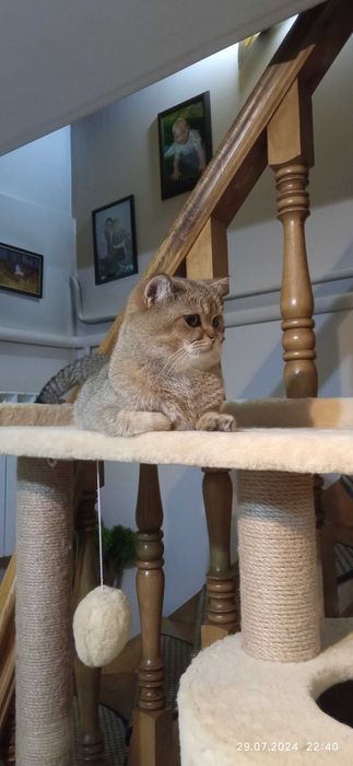 В'язка, Шотландський котик.