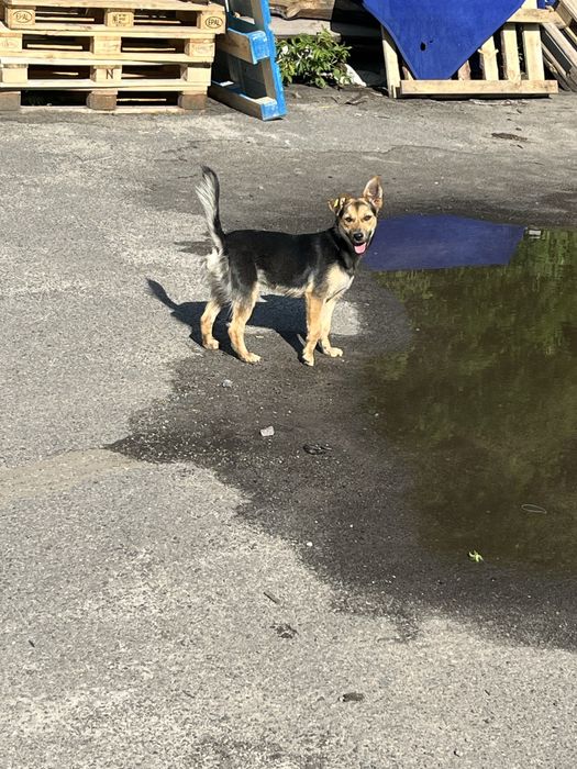 В добрі руки