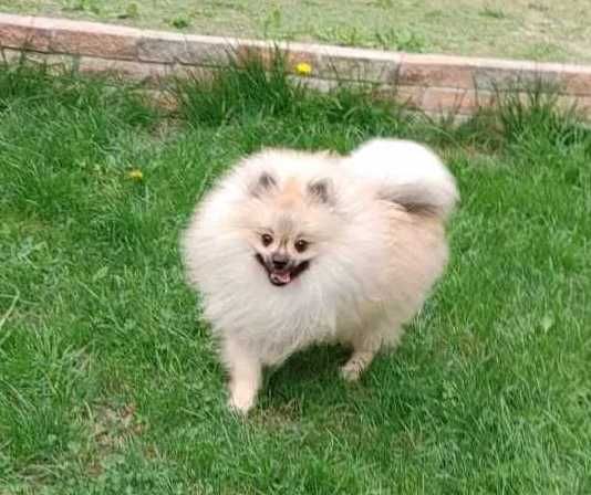 Супер пухнастий тінейджер-шпіц в ошатній кремовій шубці. Киянин