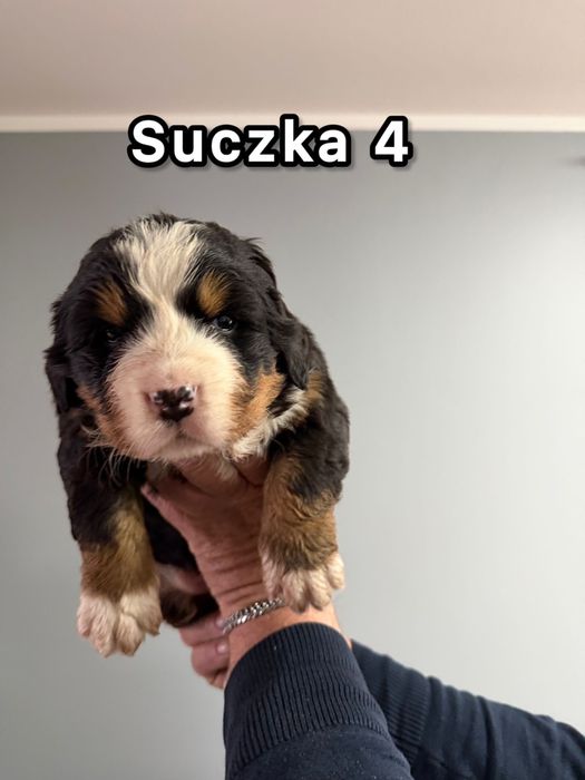 Bernenski pies pasterski