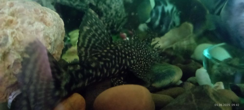 Рибка Анциструс, кольчужний сомик.