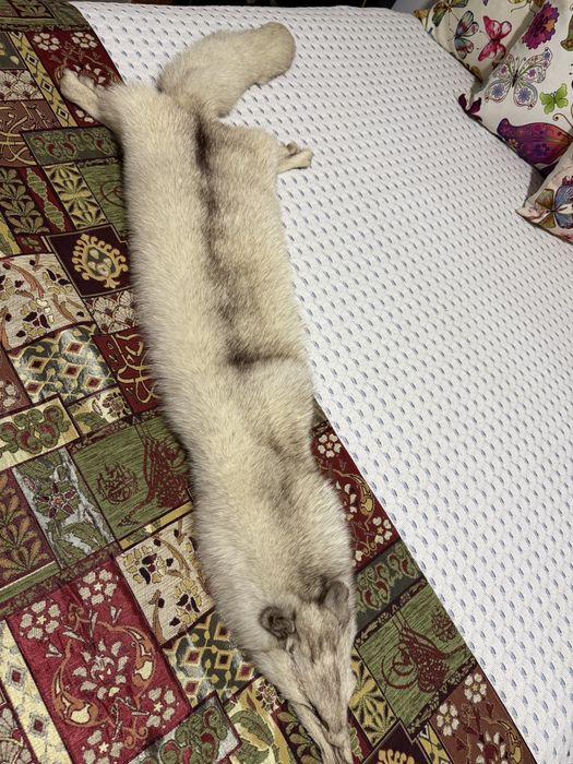 Pele de raposa do Alska
