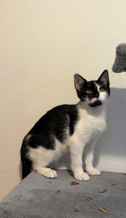 Baloo - kotek do adopcji