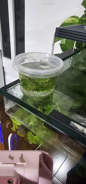 Monte carlo planta aquario