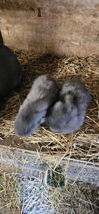 Królik baran francuski