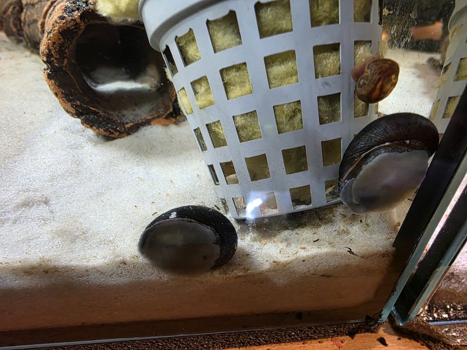 Ślimak Helmet NA GLONY