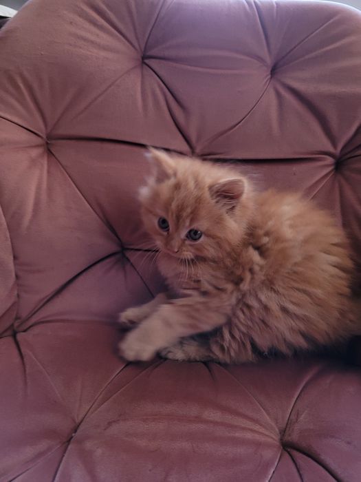 Maine Coon kotka