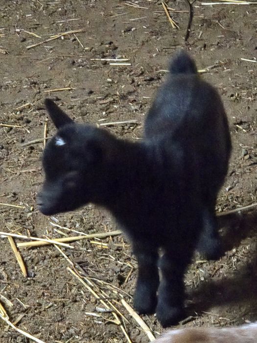 RESERVADA -Cabrita anã bebe