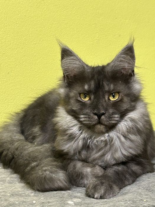 Cleo czarna dymna kotka Maine Coon. Zapraszamy