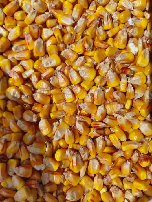 Продам кукурудзу