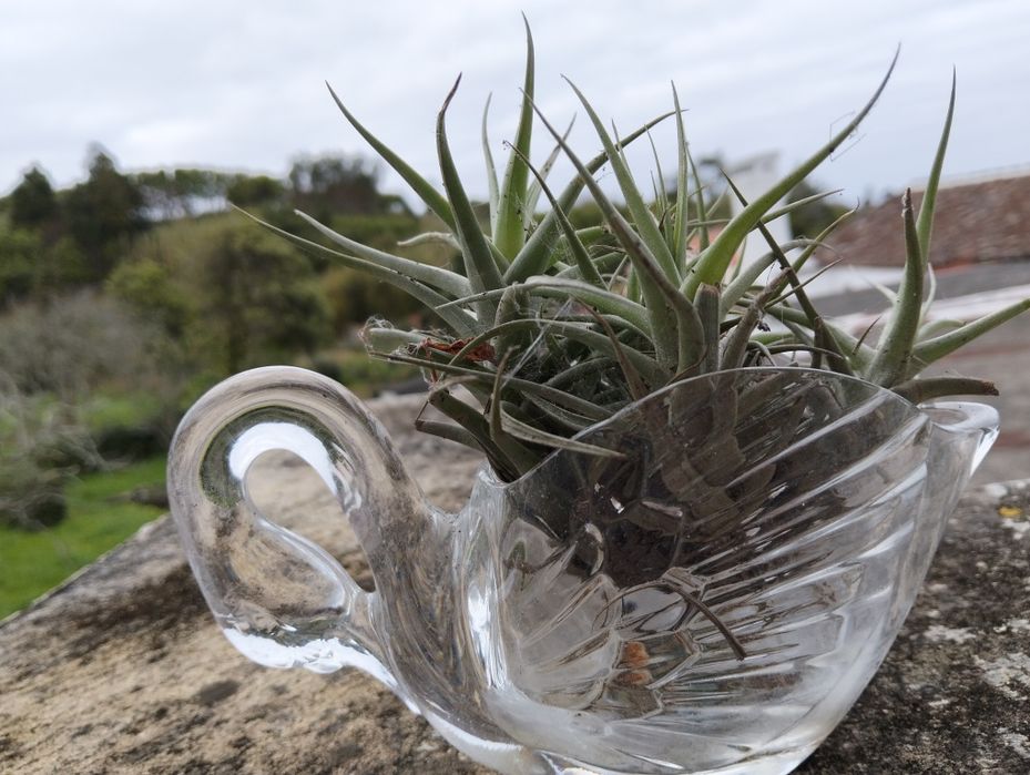 Vasos Improváveis com plantas alusivas pt. 2