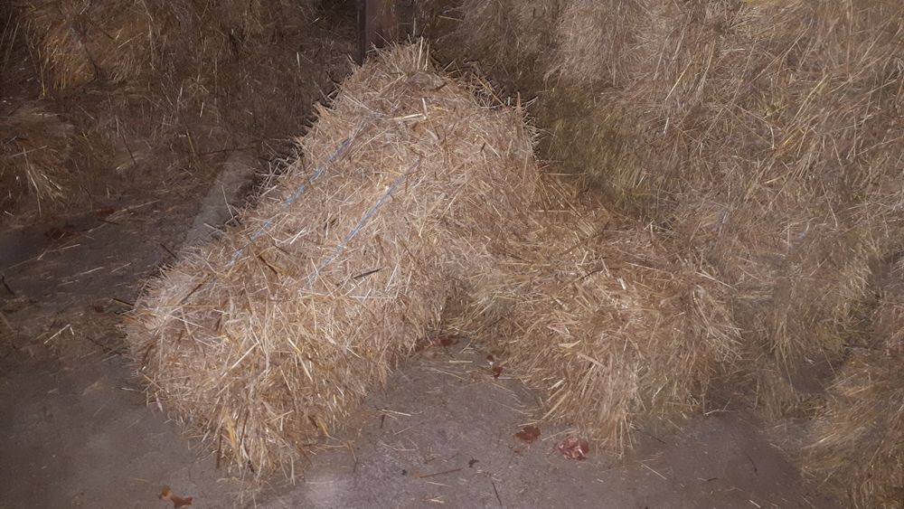 Fardos de feno bravo