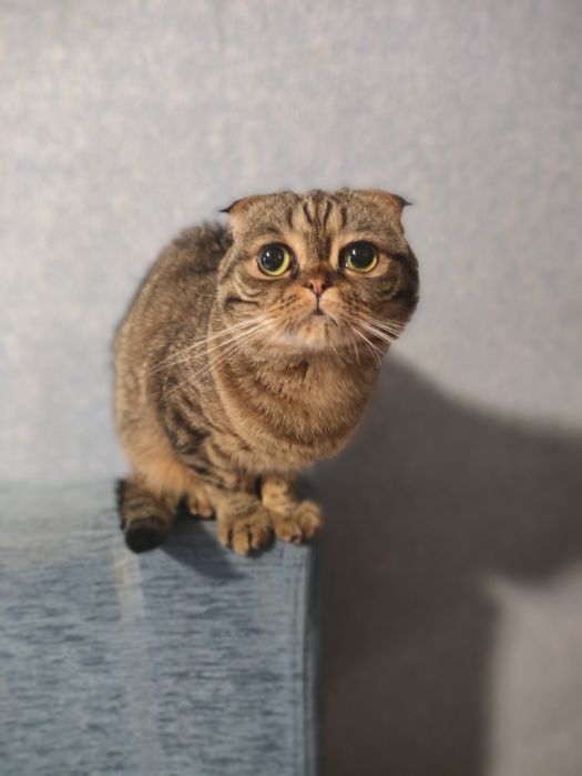 Кошка Scottish fold вислоухая