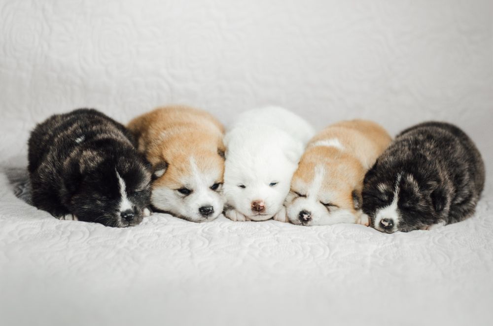 Молодий Акита ину на вязку