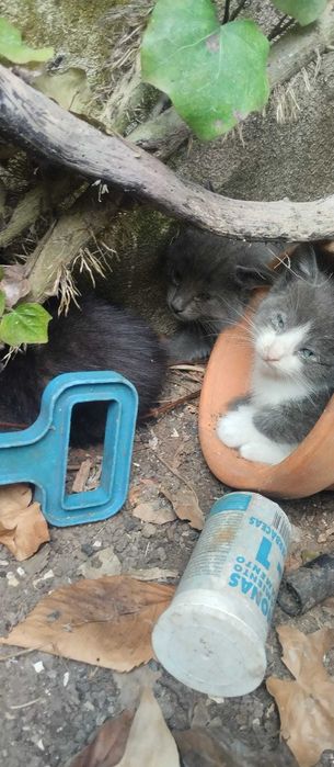 Gatinhos bebés para adopção