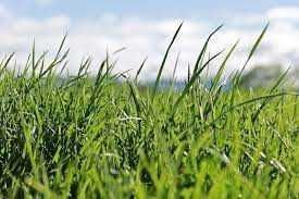 Kupkówka pospolita, nasiona paszowe. WYSYŁKA GRATIS