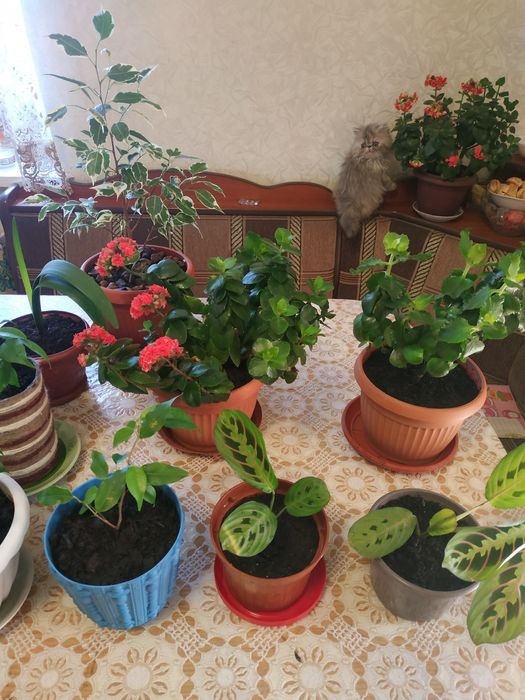 Фикус. Маранта. Денежное дерево, крассула: 120 грн. - Комнатные ...