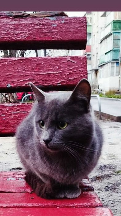 Отдам серого кота, метис русской голубой, 1 год
