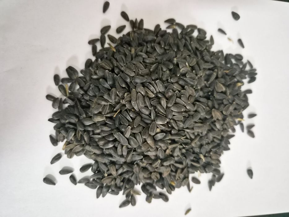 Słonecznik ziarno 1000kg