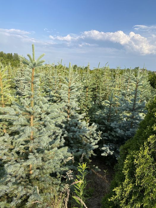 Świerk Srebrny Jodła Koreańska Chojnka
