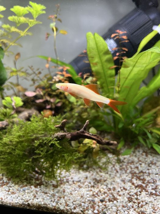 Dá-se Labeo albino