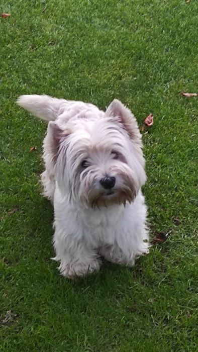 West highland white terrier, reproduktor