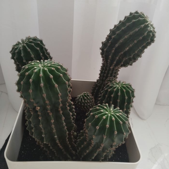 Кактус   для  декорування